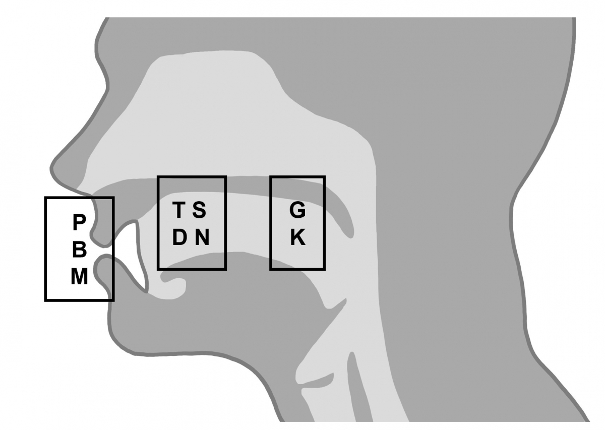 Figure 1: Consonants are articulated at different places in the mouth - for example, at the lips, with the tongue on the front palate, or at the back of the throat. Consonants are articulated at different places in the mouth - for example, at the lips, with the tongue on the front palate, or at the back of the throat.