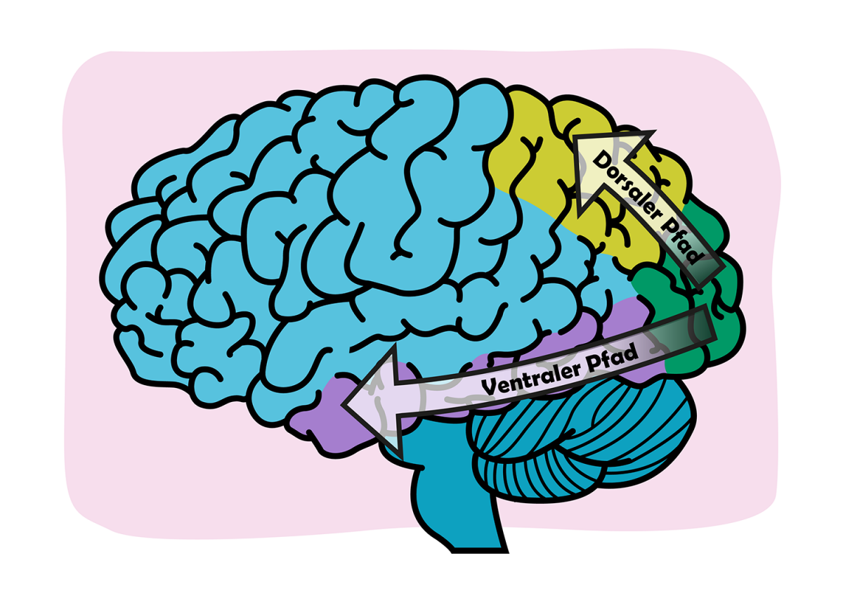 Picture 2. Dorsal and ventral streams